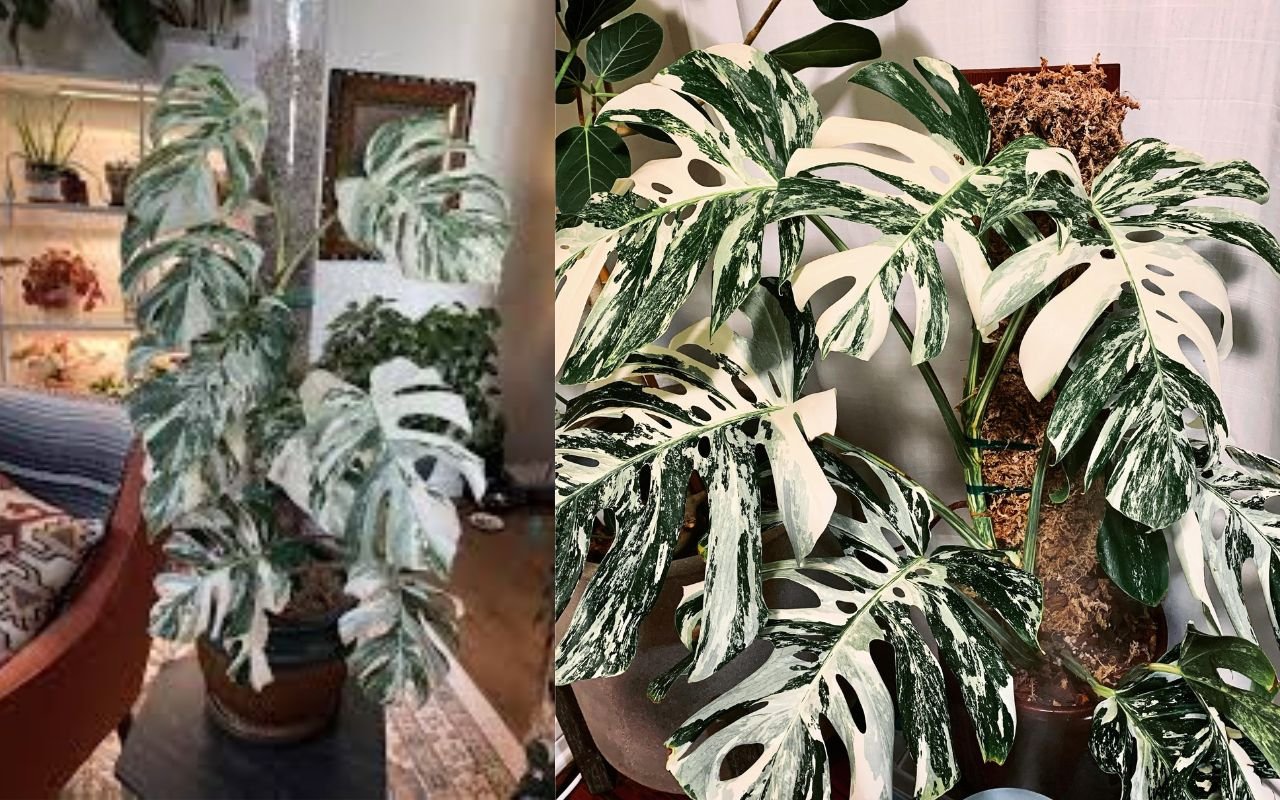 Monstera Albo