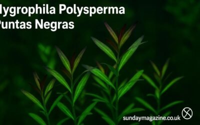 Hygrophila Polysperma Puntas Negras